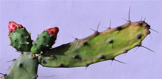  Phylloclade bearing unopened flowers